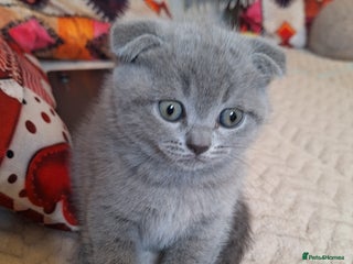 Scottish Fold cats Kittens for sale - Advert 4