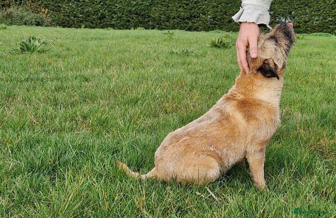 Border Terrier dogs for sale: 4 year old Male pedigree Border  - Image 8