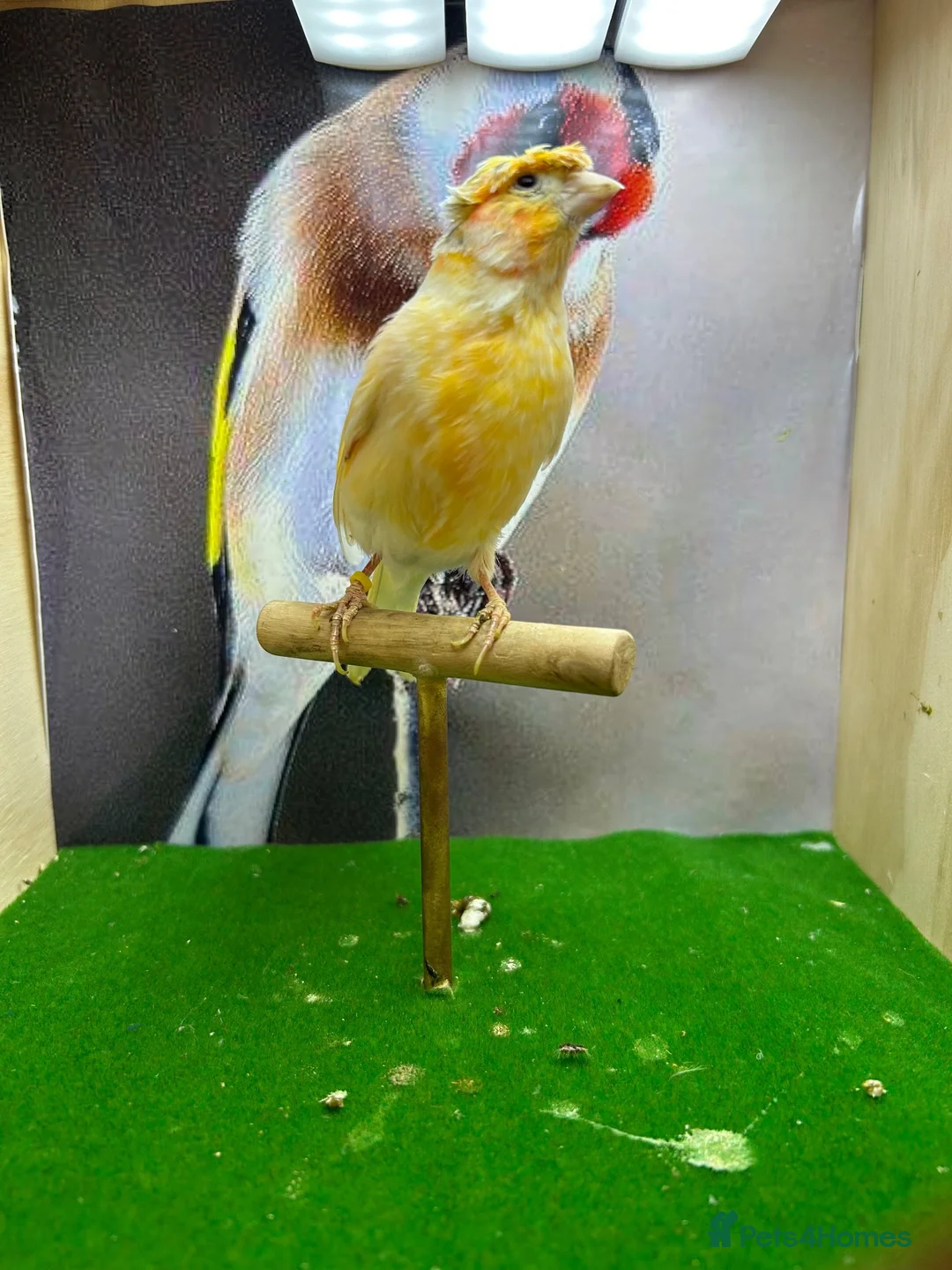 Canaries birds for sale: Crested/gloster canaries - Advert 2
