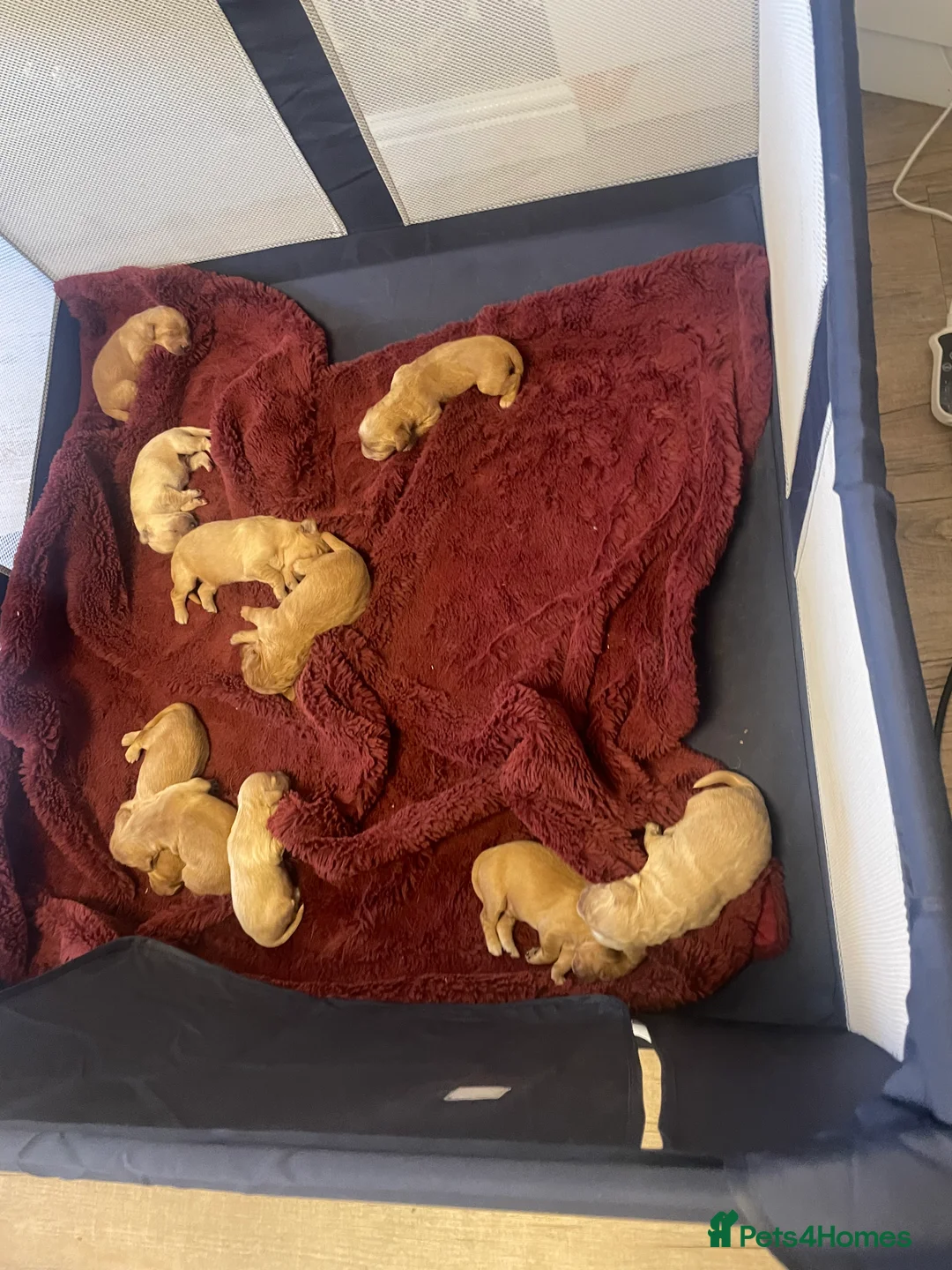 Mixed Breed dogs for sale: Beautiful golden doodles (Golden cockapoos) - Advert 10