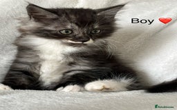 Mixed Breed cats for sale: Mainecoon Cross Kittens - Image 6