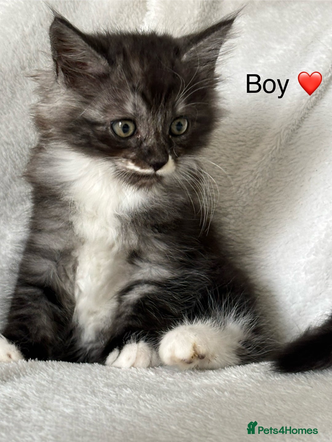 Mixed Breed cats for sale: Mainecoon Cross Kittens - Image 6