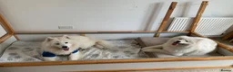 Samoyed dogs for sale: Samoyed pups - Advert 7
