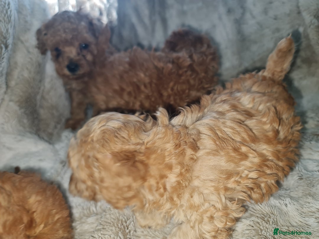 Toy Poodle dogs for sale: Tiny kc puppies,DNA&Genetic tested parents  - Image 20