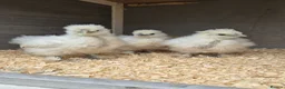 Chickens poultry for sale:  silkie chick's, polish chick's Available  - Advert 10