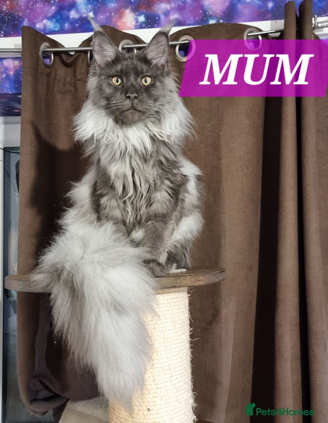 Maine Coon cats Gorgeous pedigree Girls ready now - Advert 1