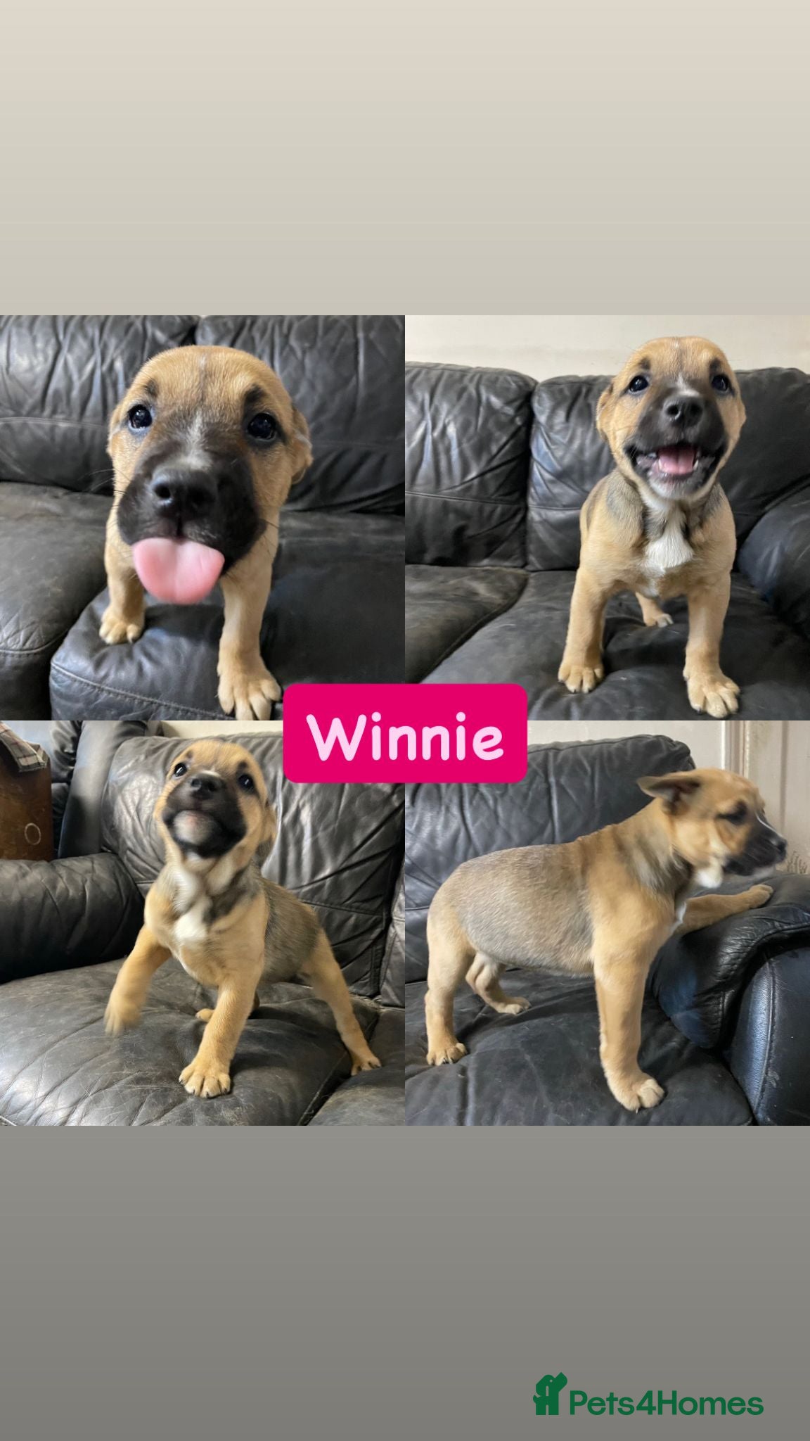 Mixed Breed dogs German shepherd x Staff litter - super friendly - Advert 1