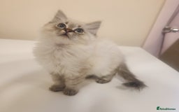 Ragdoll cats for sale: 1 boy 1 girl - Image 1