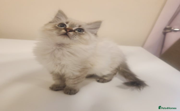 Ragdoll cats - Advert 6
