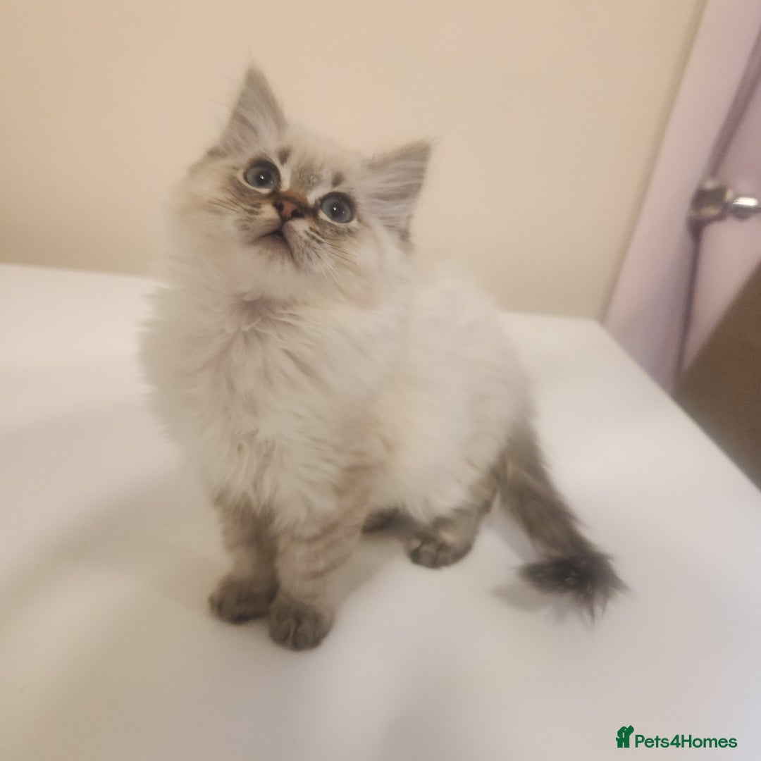 Ragdoll cats for sale: 1 boy 1 girl - Image 1