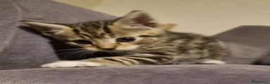 Domestic Shorthair 4