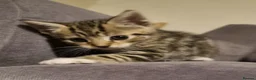Domestic Shorthair cats for sale: Kittens for sale in Yeovil - Advert 6