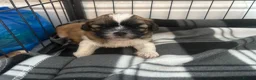 Shih Tzu dogs for sale: Available now! 1 Gorgeous little boy left🥰 - Advert 15
