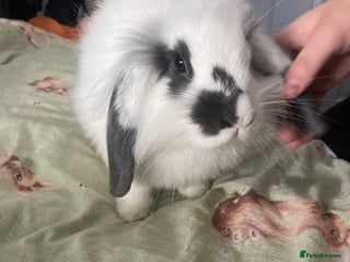 Mixed Breed rabbits Lionhead*Lop Coco ❤️ - Advert 1
