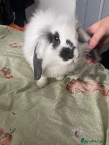 Mixed Breed rabbits Lionhead*Lop Coco ❤️ - Advert 1