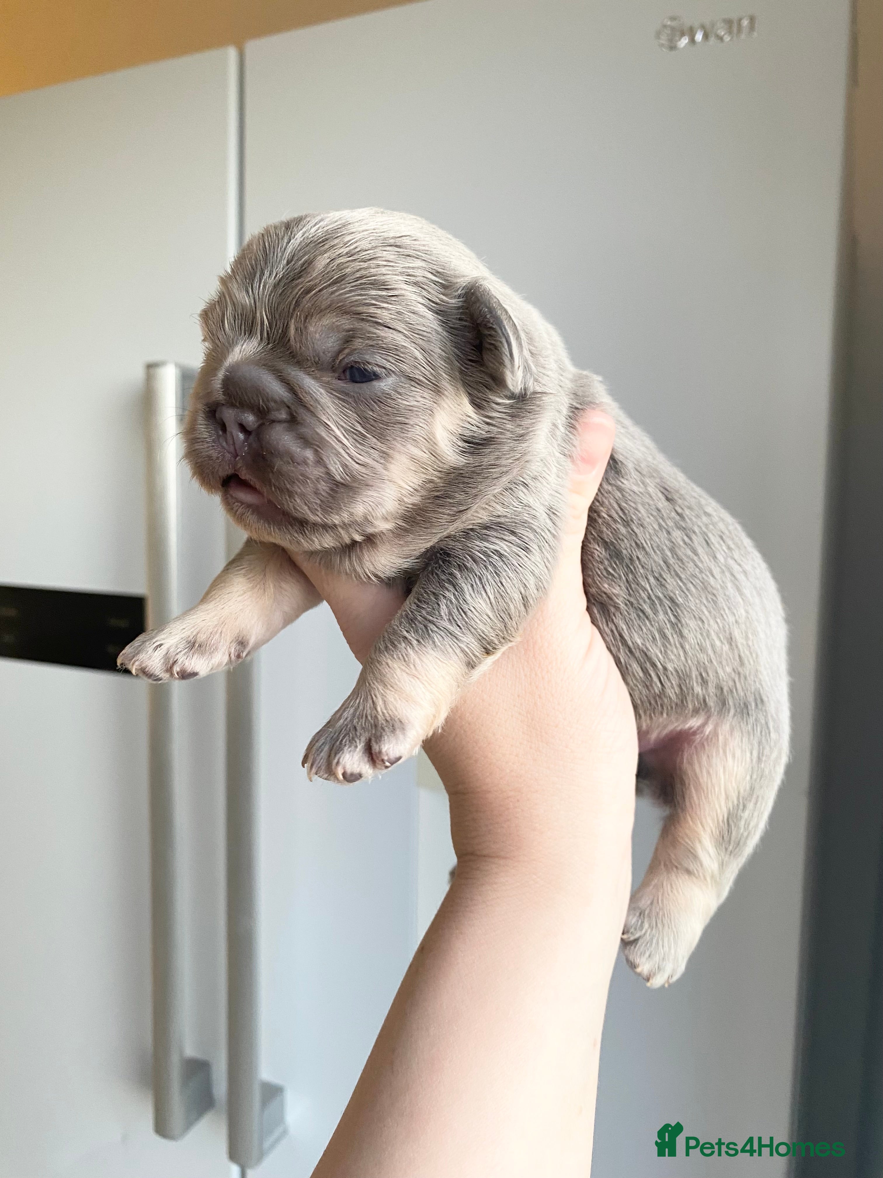 French Bulldog dogs TINY TEDDY BEAR FRENCH BULLDOG PUPS  - Advert 8