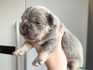 French Bulldog dogs TINY TEDDY BEAR FRENCH BULLDOG PUPS - Advert 1