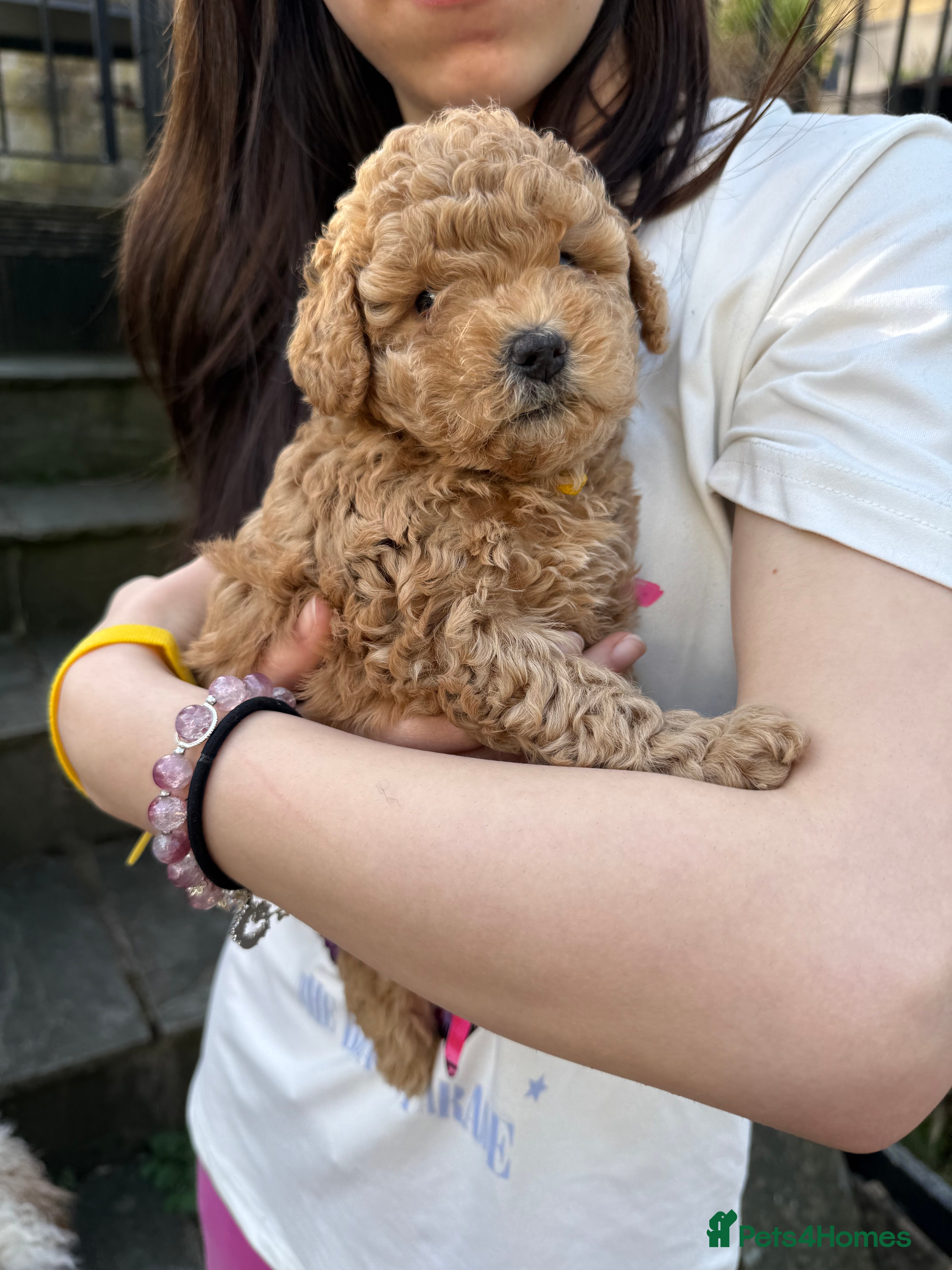 Cavapoo dogs Gorgeous Cavapoo Puppies for Sale – Ready Soon! - Advert 2