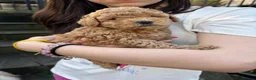 Cavapoo dogs for sale: One left - Gorgeous Cavapoo Puppies  - Advert 18
