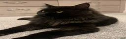 Maine Coon cats for stud: Handsome Tica Champion Stud available  - Advert 3