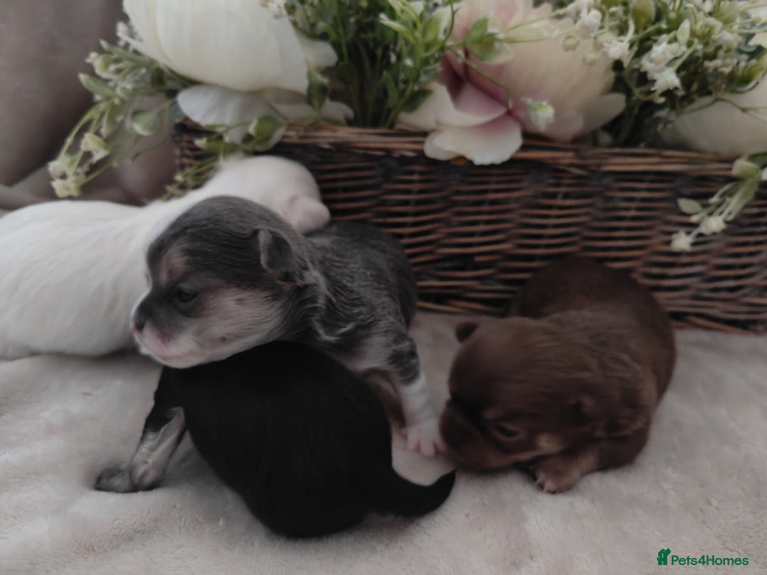 Chihuahua dogs for sale: 🪻 Beautiful Chihuahua Puppies 🪻 - Advert 3