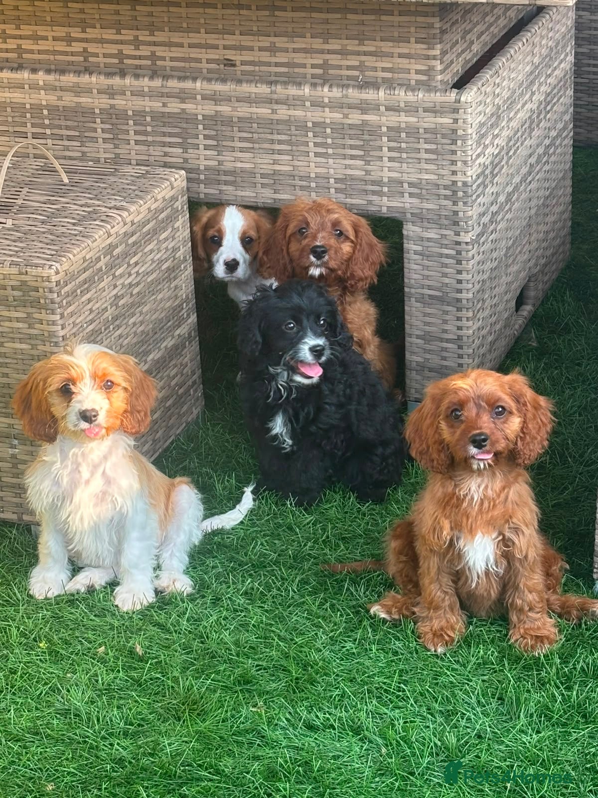 Cavapoo dogs Beautiful cavapoos  - Advert 3