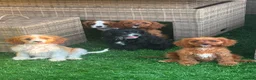 Cavapoo dogs for sale: Beautiful cavapoos  - Advert 1