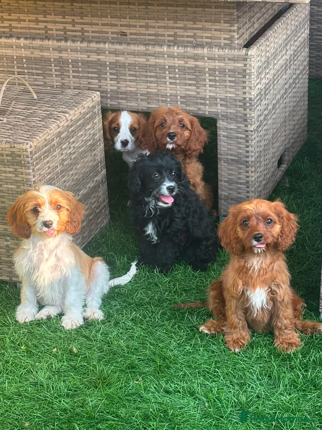 Cavapoo dogs for sale: Beautiful cavapoos  - Advert 1