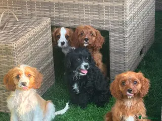 Cavapoo dogs Beautiful cavapoos - Advert 1