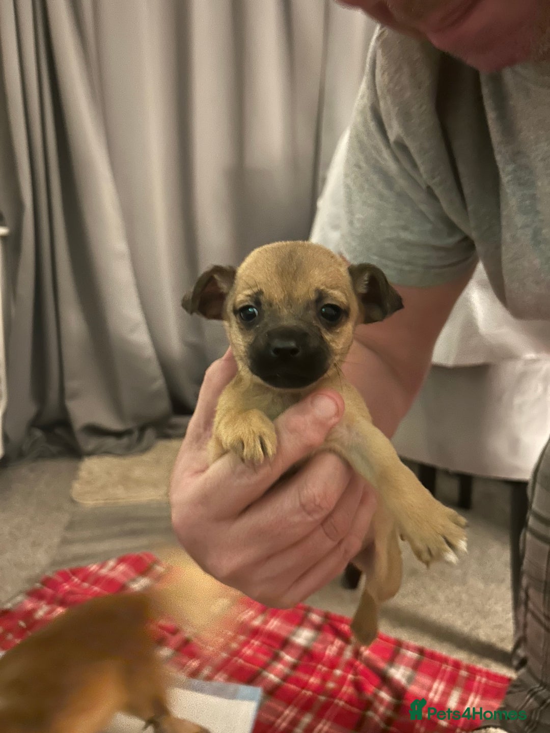 Mixed Breed dogs for sale: Chihuahua x terrier  - Advert 5