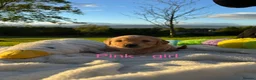 Golden Retriever dogs for sale: MGolden Retriever Puppies – Ready from 12th June - Advert 11