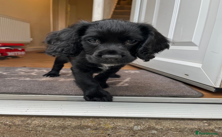 Cocker Spaniel dogs - Advert 1