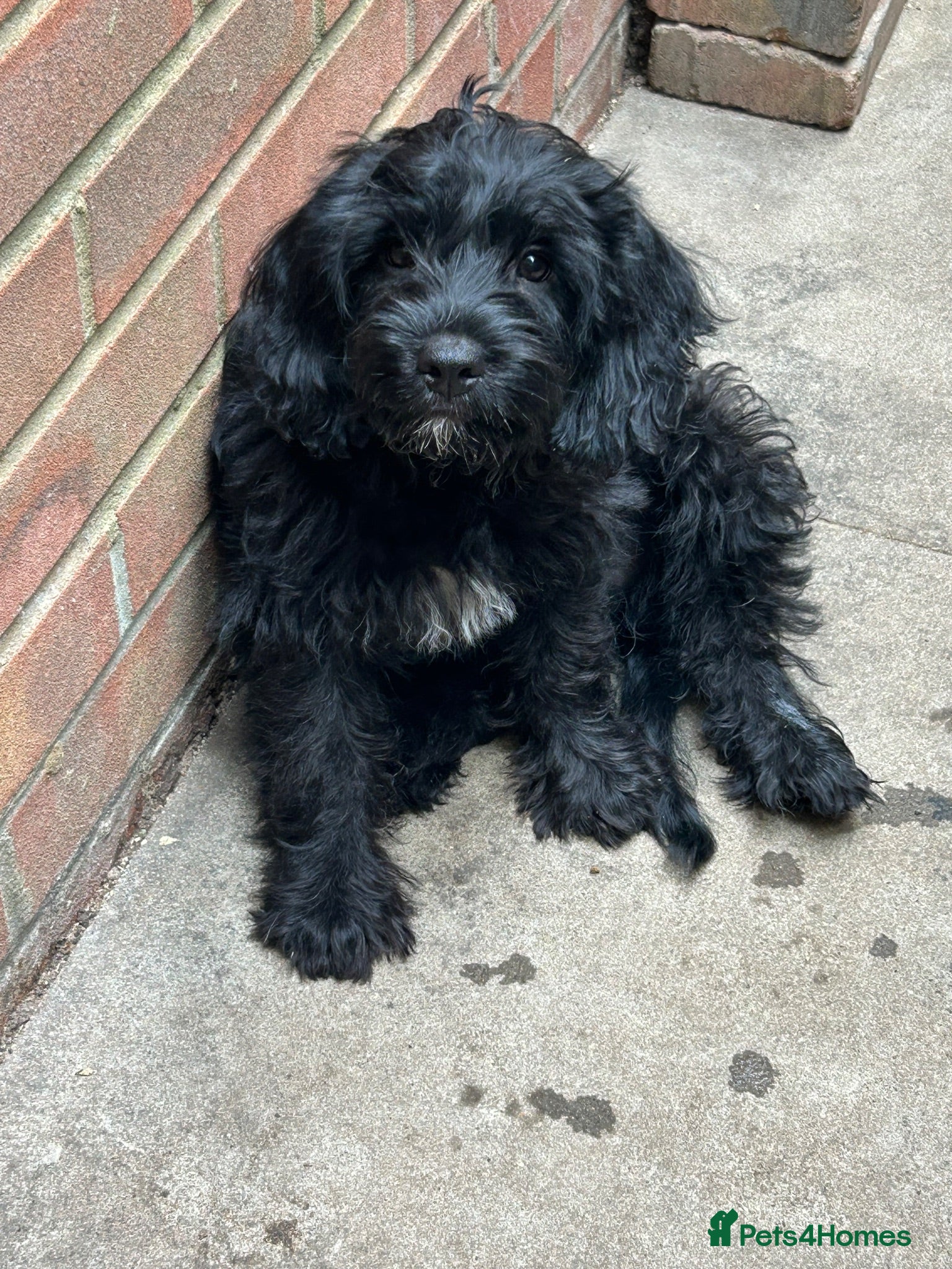 Mixed Breed dogs Two beautiful puppies - Advert 14