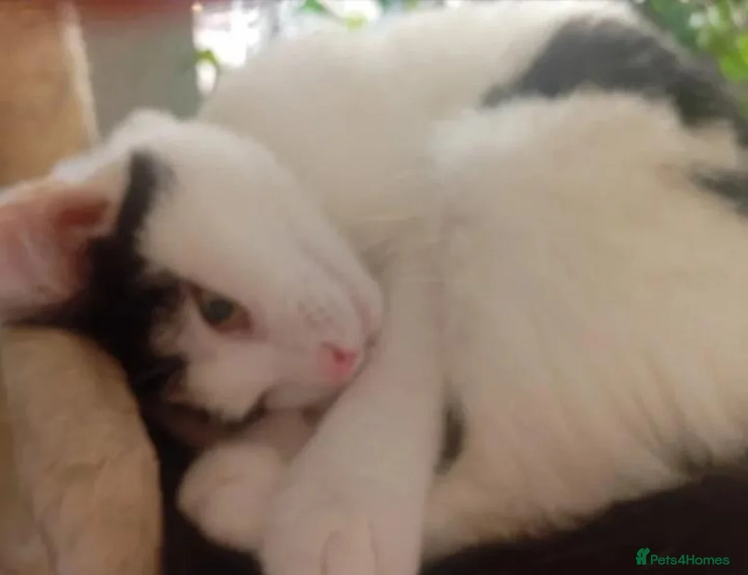 Mixed Breed cats for adoption: Meet beautiful Angel - Advert 2