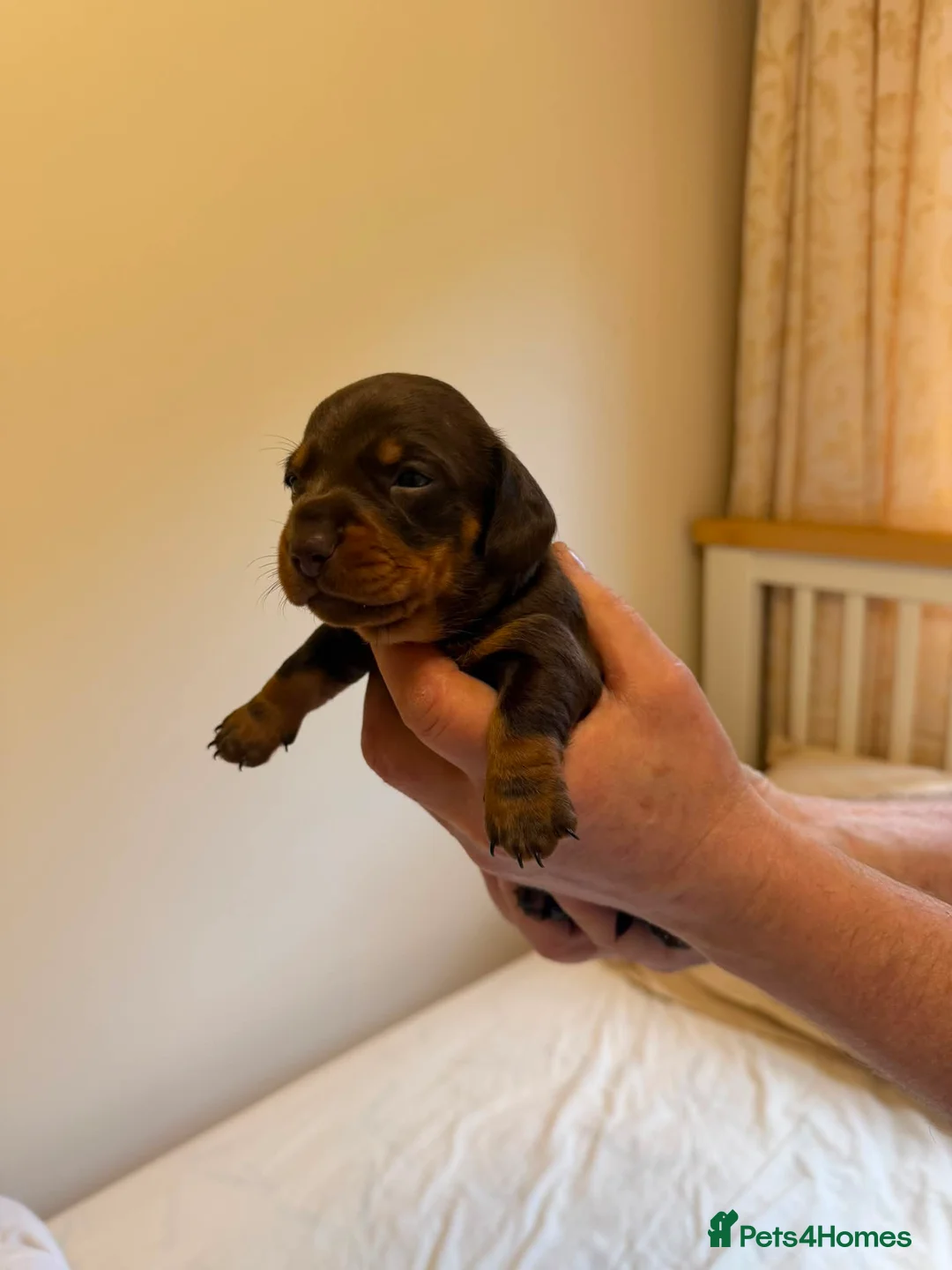 Miniature Dachshund dogs for sale: BEAUTIFUL MINI DACHSHUNDS  in Melrose - Advert 13