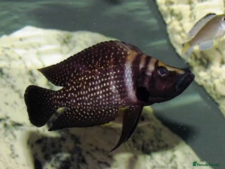 Cichlids fish - Advert 6