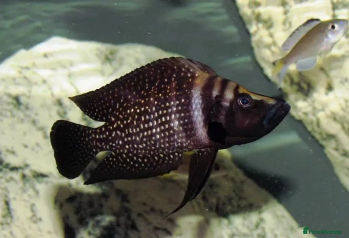 Cichlids fish - Advert 10