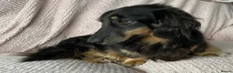 Miniature Dachshund dogs for sale: 3 year old black & cream mini long hair dachshund - Advert 4