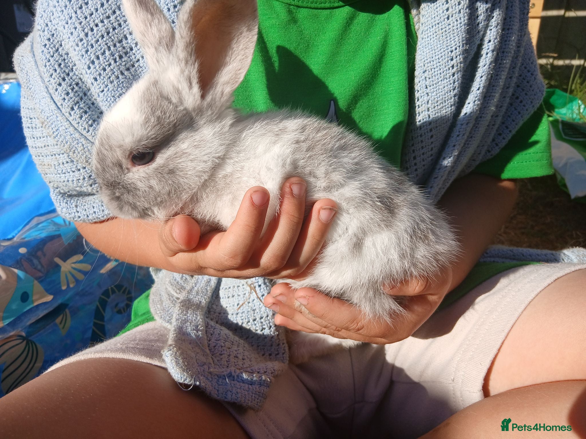 Mixed Breed rabbits Plush lop xmix breed  - Advert 11