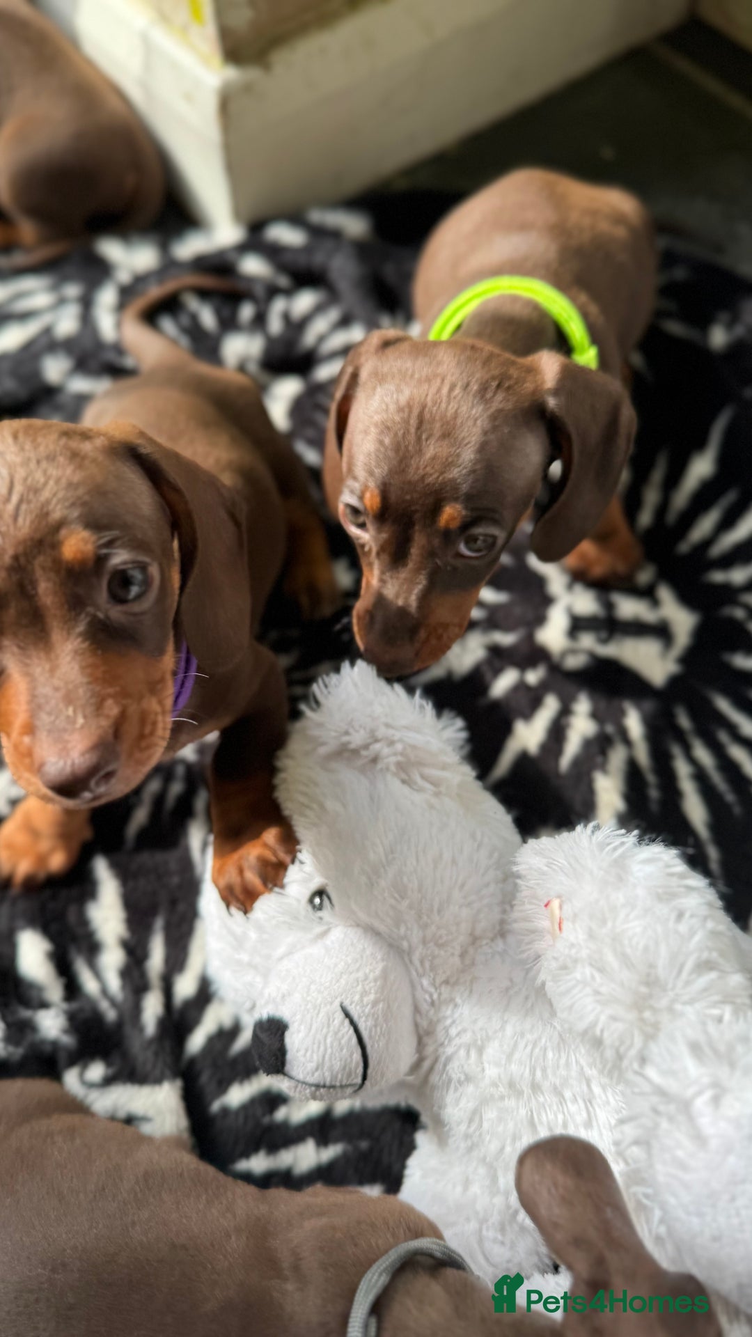 Miniature Dachshund dogs for sale: Miniature Chocolate & Tan Dachshund Quick sale  - Image 4