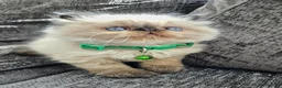 Persian cats for sale: Stunning Persian Kittens  - Advert 6
