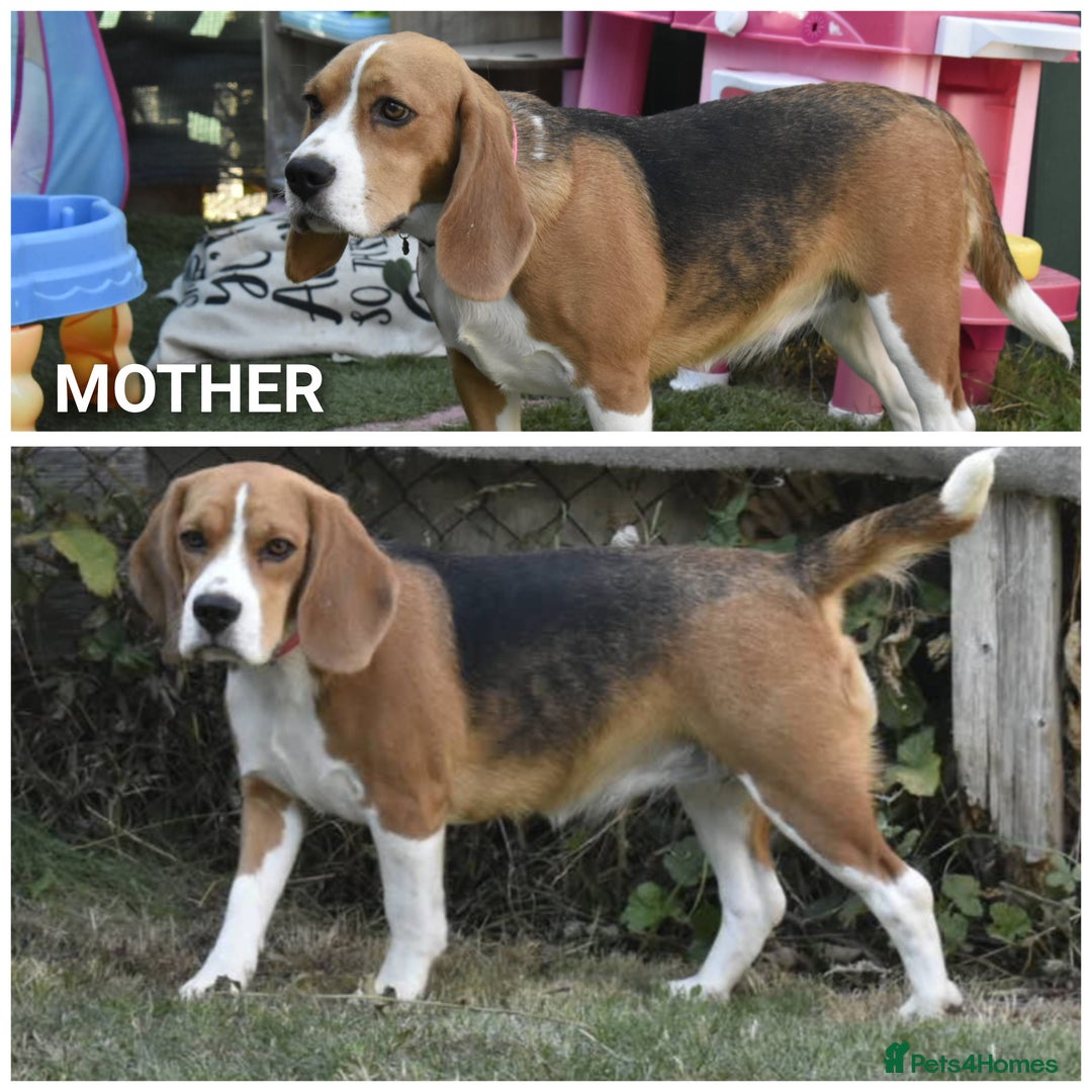 Beagle dogs for sale: Beautiful KC Beagle Puppies – DNA Health Tested  - Image 22