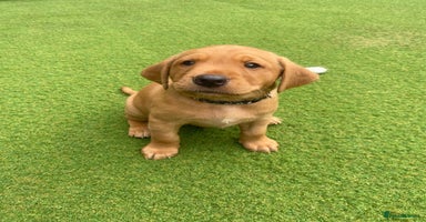 Labrador Retriever dogs - Advert 16