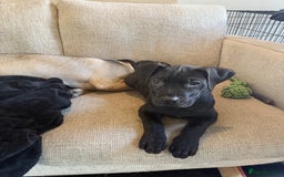 Presa Canario dogs for sale: Presa canario pup for sale - Image 4