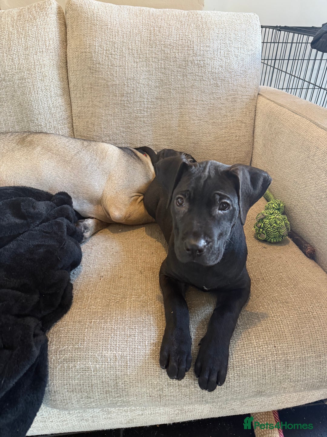 Presa Canario dogs for sale: Presa canario pup for sale - Image 4