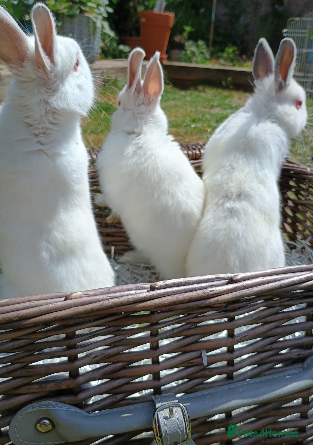 Netherland Dwarf rabbits for sale: Netherland dwarf buck 💙 in Loughborough - Image 4