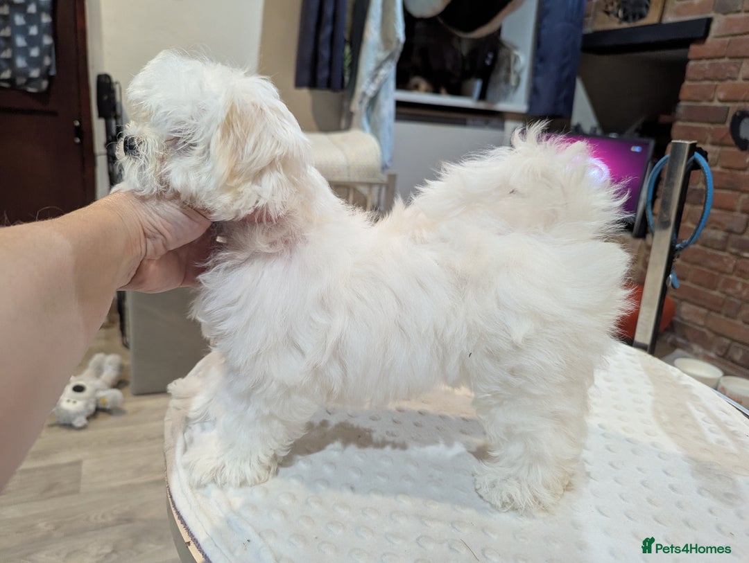 Maltese dogs for sale: Gorgeous KC pedigree Maltese puppy boy - Image 5