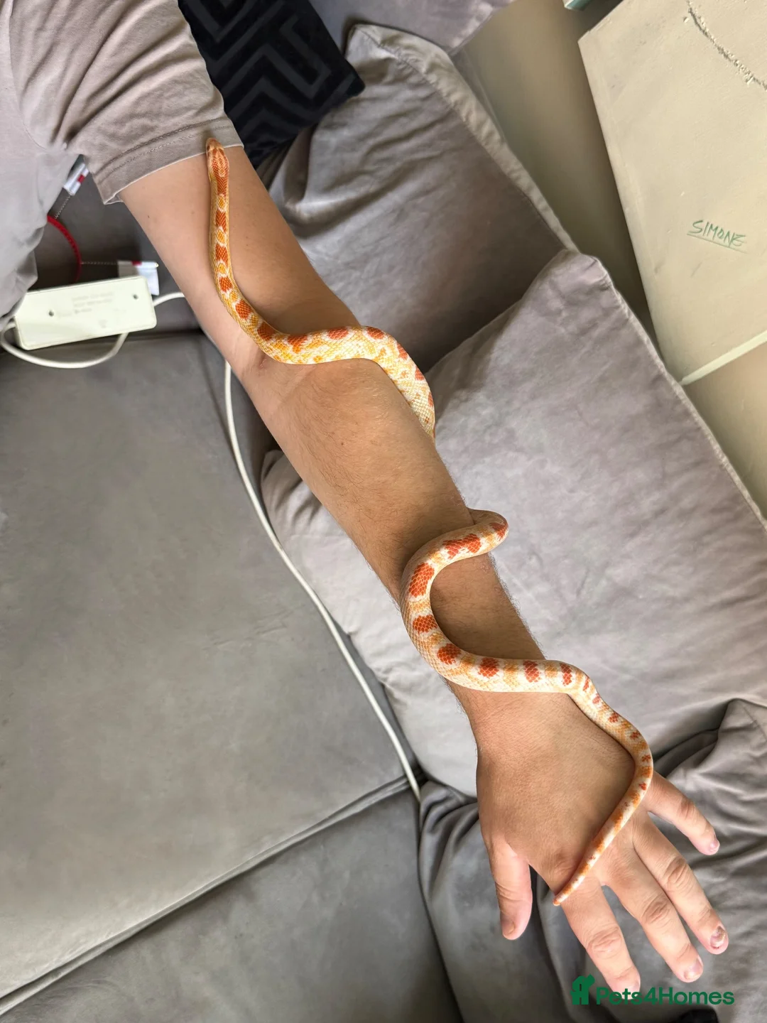 Corn Snake reptiles for sale: Okeetee Male Corn Snake  in Waltham Abbey - Advert 4