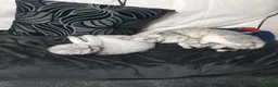 Scottish Fold cats for sale: Pure bred Scottish fold - Advert 7