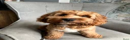 Cockapoo dogs for stud: Cocapoo 2years available for stud in Goole - Advert 4